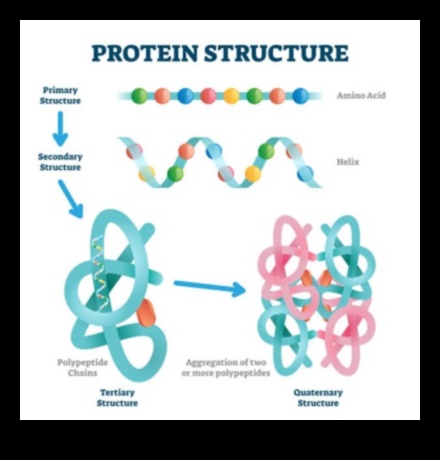 Protein ve Zihinsel Sağlık Arasındaki Bağlantı