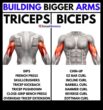 Triceps Triumph Daha Büyük, Daha Güçlü Kollar Nasıl Oluşturulur ve Tam Bir Kol Görünümü Elde Edilir